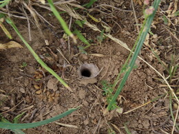  - ? burrow of some insect?
