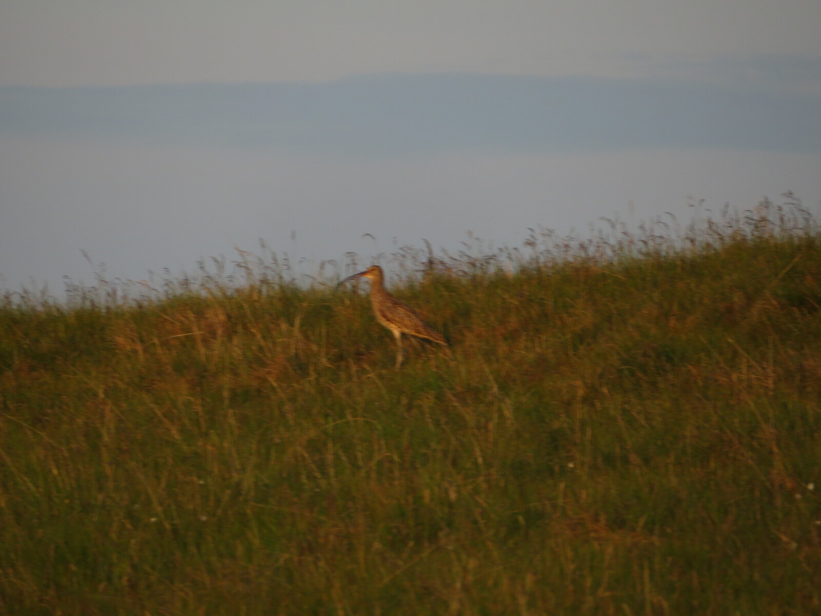 Curlew / 