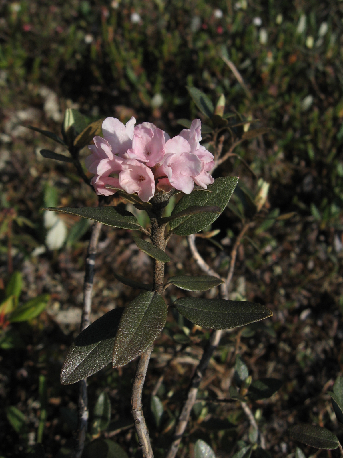   (rhododendron adamsii)