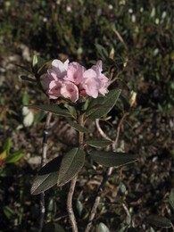 рододендрон Адамса (rhododendron adamsii)