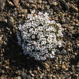 камнеломка дернистая (Saxifraga cespitosa)?