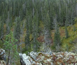 вид со скалы над притоком Korojoki
