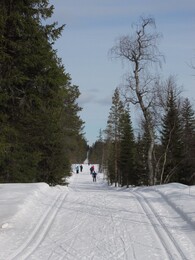 пересекаю оживленную лыжную трассу
