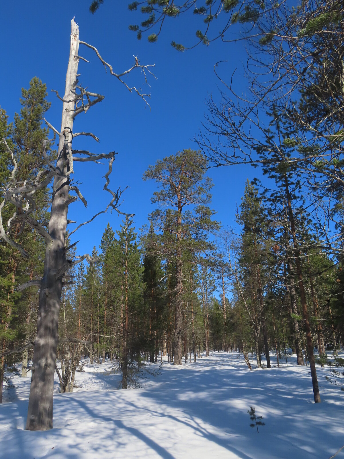 ������ �������