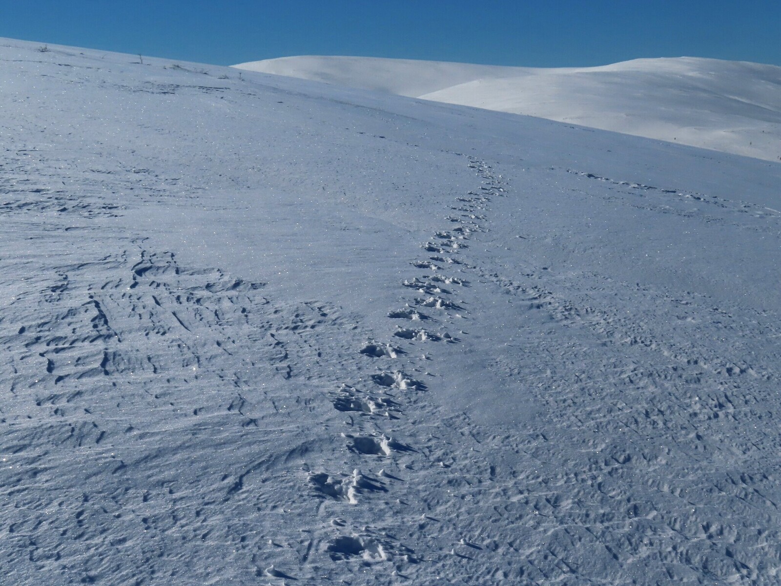 ����� ������