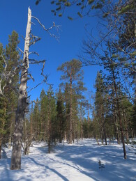 ������ �������