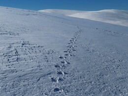 ����� ������