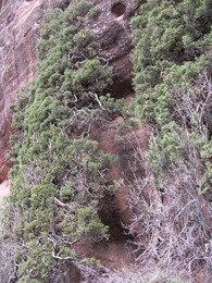 арчовые деревья, растущие вдоль скалы