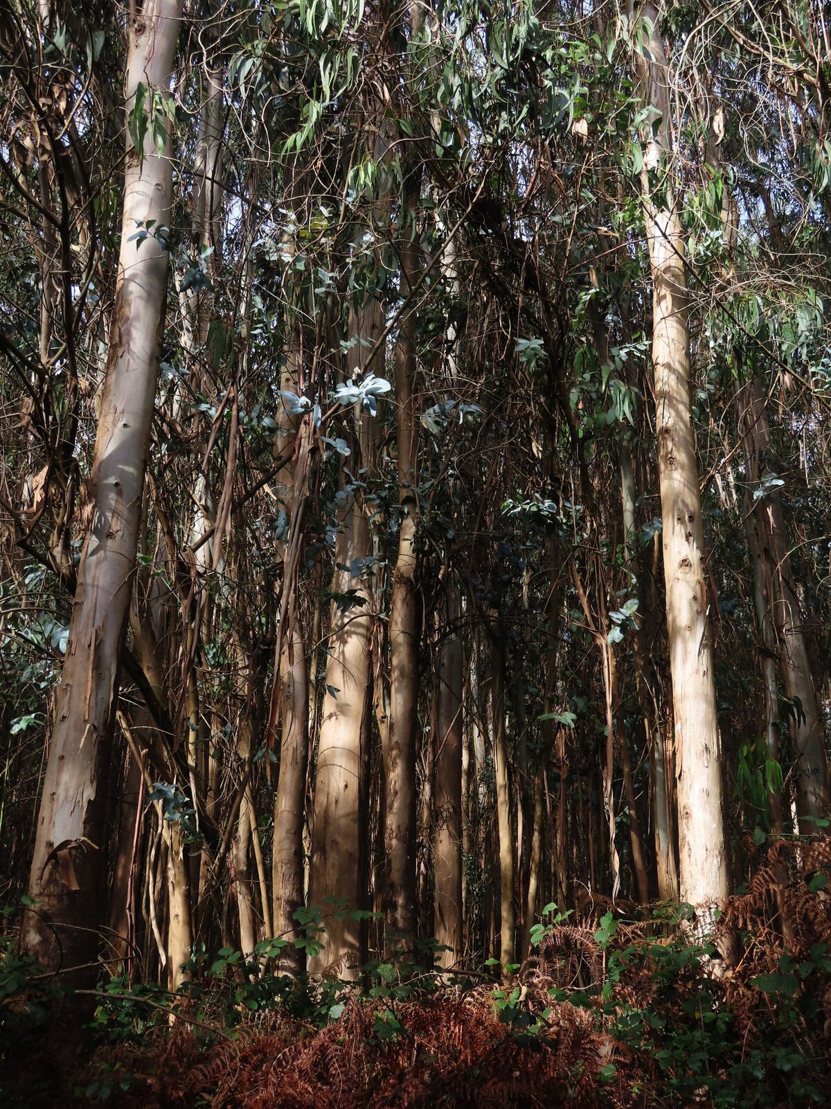   (blue gum tree, eucalyptus globulus)
