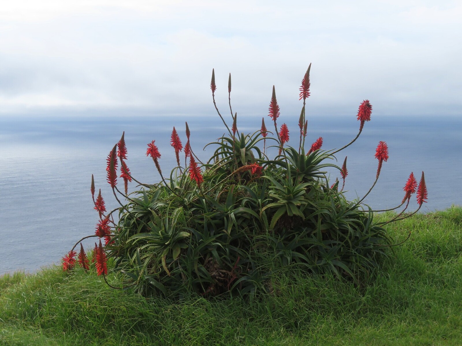   (Aloe arborescens)