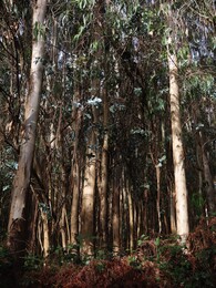 эвкалипт шаровидный (blue gum tree, eucalyptus globulus)