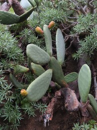 Индийская опунция (Opuntia ficus-indica) и местный вид древовидного молочая (Euphorbia piscatoria)