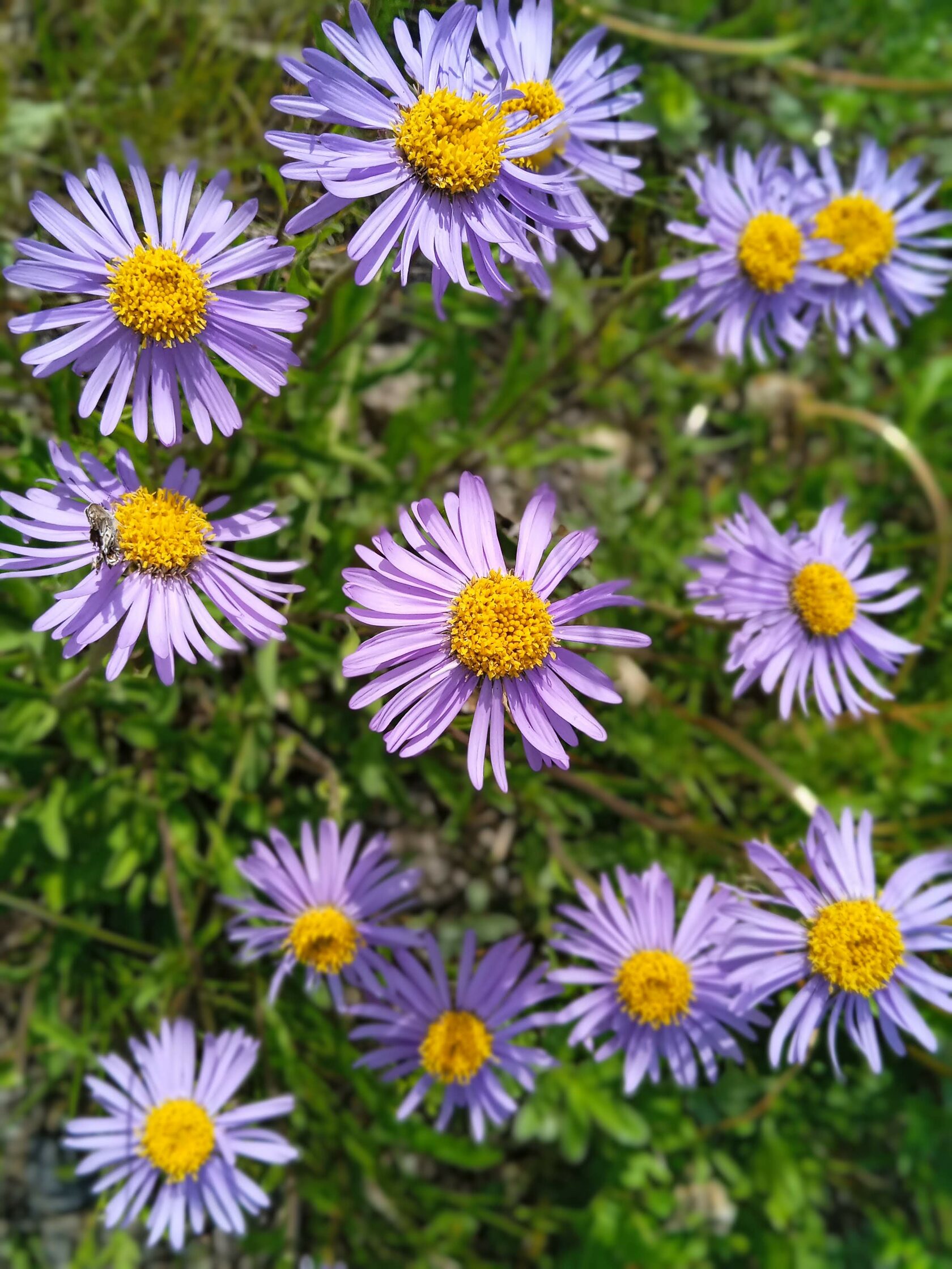 ����� ����������