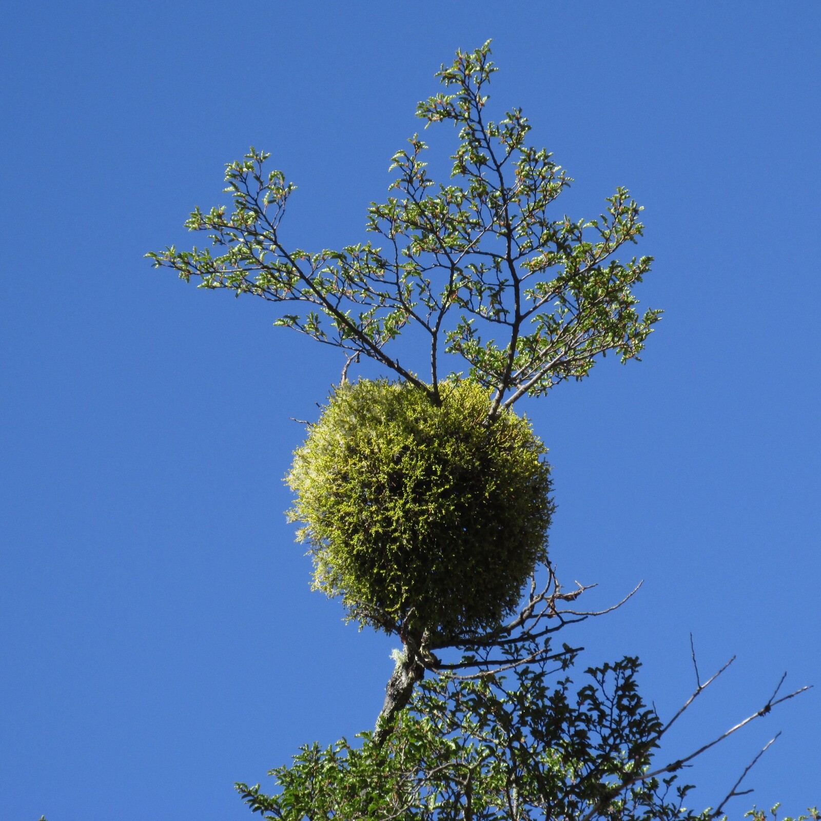 Дерево в виде шара. Омела растение паразит. Омела кустарник паразит. Misodendrum. Растение паразит на деревьях омела.