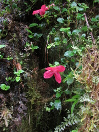 estrellita, "little star" /asteranthera ovata/ - цветок, растущий на замшелых деревьях
