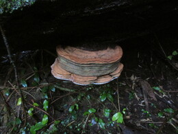 древесный гриб в виде стопки блинов
