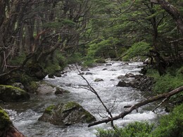 речка, окруженная деревьями Lenga