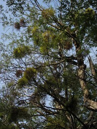 растения-паразиты на деревьях, видимо, какой-то вид омелы /viscum/