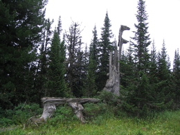 памятник дереву