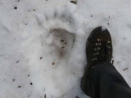 медвежий след на снежнике