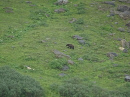 медведь в долине Малого Агула