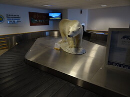 медведь в аэропорту