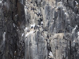 птицы на скале