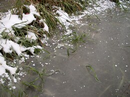 Трава подо льдом