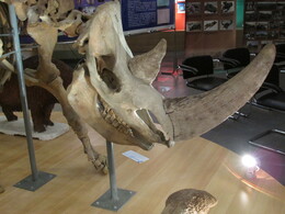 носорог в музее мамонта