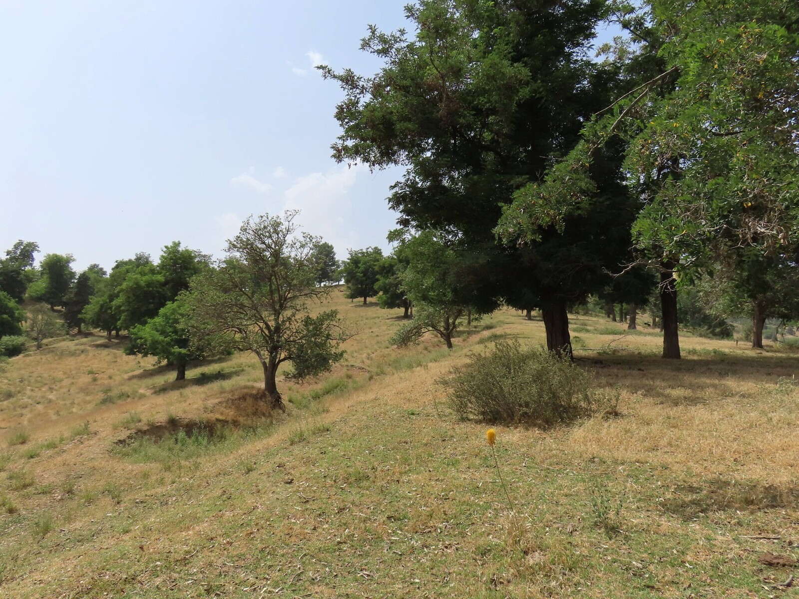    trees on the ridge