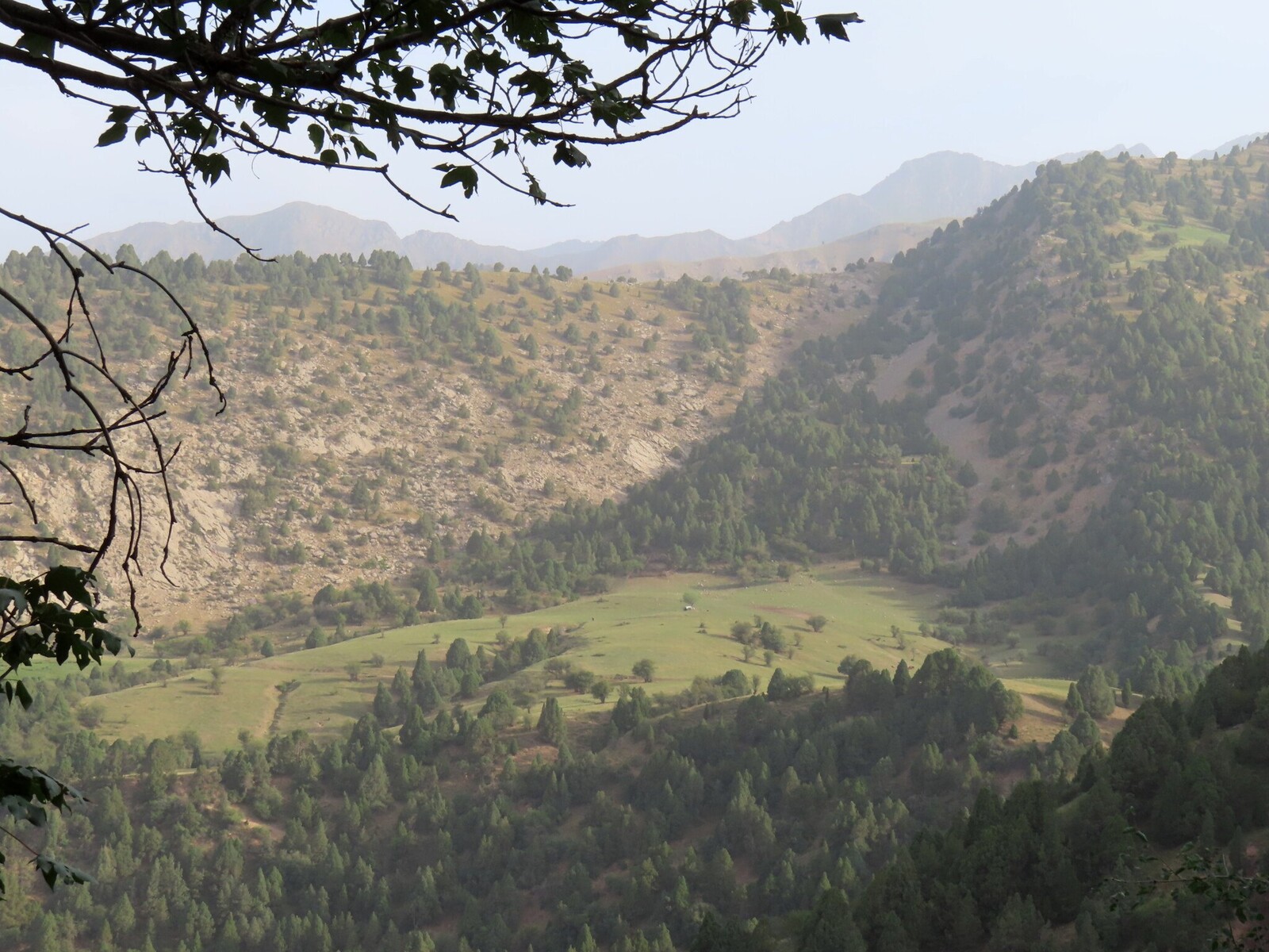     pasture in the upper part of the valley