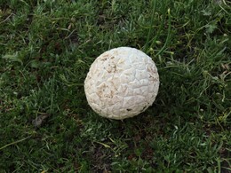 гриб mushroom