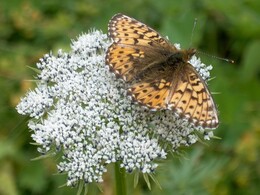 ��������� ������, �����, 26 ���� 2003