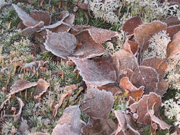 ���������� ��������, 8 ������ 2003