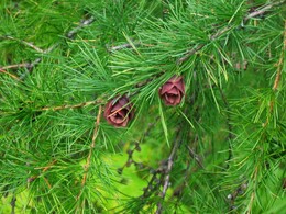 ������������ ������, 7 ������� 2004