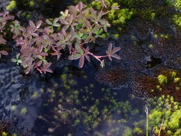 ����-������� ������, 13 ������� 2004