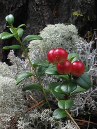 ��������, �������� ������, 24 ������� 2004