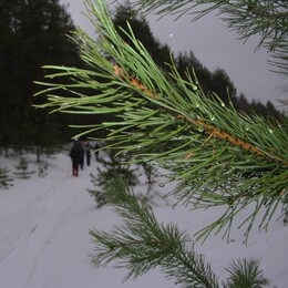 ������ ����� �������� - ����������, 22 ������ 2005