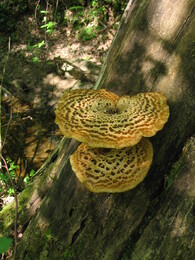 �������� ���, 22 ��� 2005