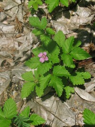 ����� �� ��������, 31 ���� 2005