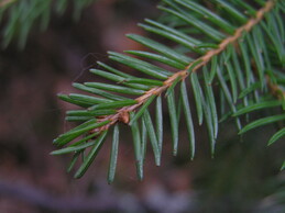 ����� �� ���������� �������������, 6 ������ 2005