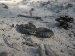 �����������, 20 ��� 2007