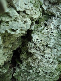 �������� �������, 26 ��� 2007