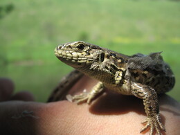 �������� �������, 26 ��� 2007