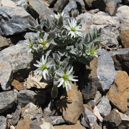 ������� ����, �����������, 4 ������� 2007