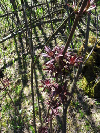 �����������, 25 ������ 2008