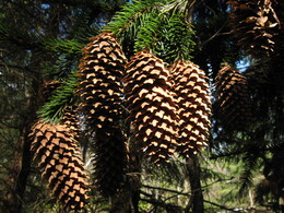 �����������, 26 ������ 2008