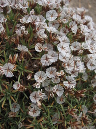 ������-���������� ������, �����, 8 ������� 2008