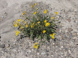 ������ ���� ���������, �����, 30 ������� 2008