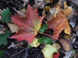 �����������, 5 ������� 2008